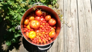 Tomato harvest 2016