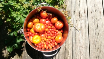 Tomato harvest 2016